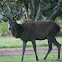 Stag