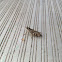 Grasshopper
