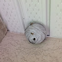 Paper Wasp