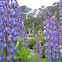 Lupine