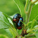 Gastrophysa polygoni ♂♀ (copulation)