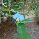 widow's tears or whitemouth dayflower