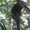 Philippine tarsier