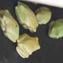 Squirrel Tree Frog