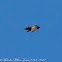 Pallid Swift; Vencejo Pálido