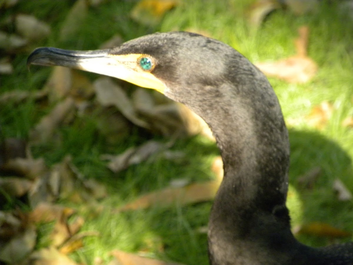 Anhinga