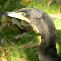 Anhinga