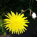 Mouse-ear hawkweed