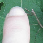 Conehead mantis