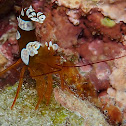 Squat Shrimp