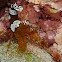Squat Shrimp
