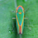Green leafhopper