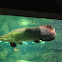 Arapaima