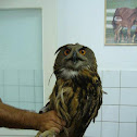 Eurasian Eagle-Owl