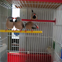 Long-tailed Finch