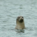 Harbor seal