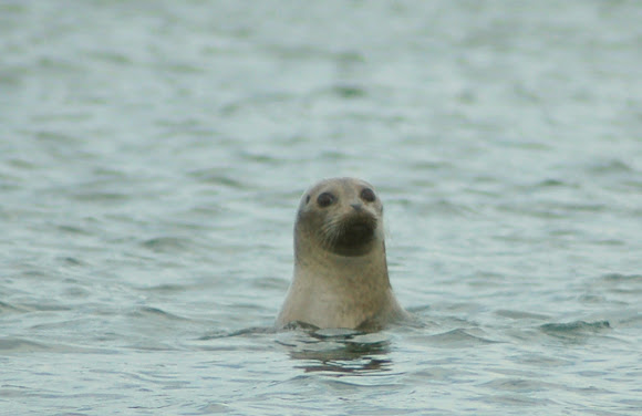 Spotting Image 1