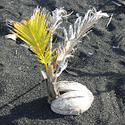 Coconut