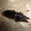 Ground beetle