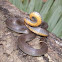 Mississippi Ring-necked Snake