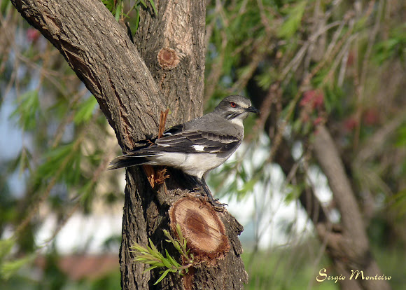 Spotting Image 1
