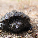 Common Snapping Turtle