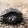 Nature of the Kawartha Lakes