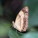 Australian Rustic