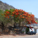 Flamboyant