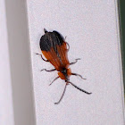 Net Winged Beetle