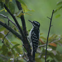 Hairy Woodpecker