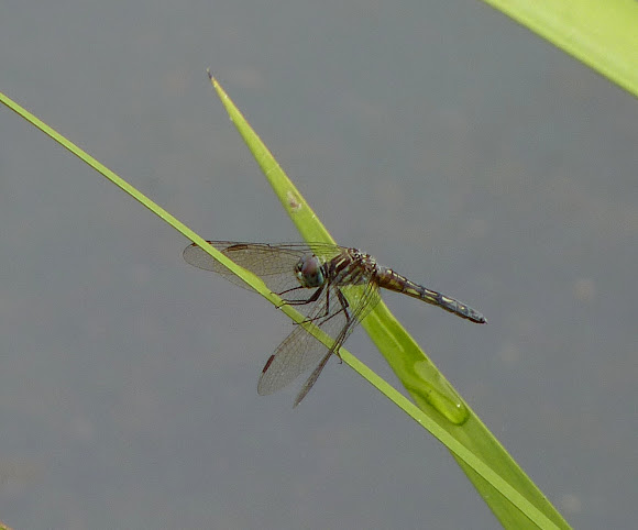 Spotting Image 1
