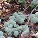 Reindeer Lichen