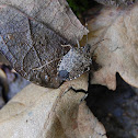Brown marmorated stink bug