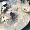 Box elder bug