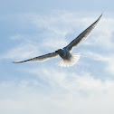 Herring Gull