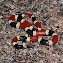 Sonoran coralsnake