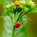 Lady Bug