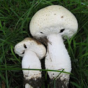 scaly horse mushroom agaricus