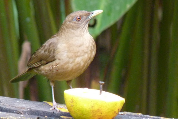 Spotting Image 1