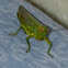 Grasshopper