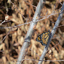 Monarch Butterfly