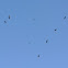 Turkey Vultures