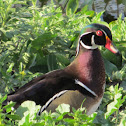 Wood Duck