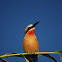 White-fronted Bee-eater