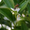 Honeybee