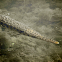 Spotted Gar