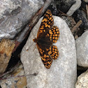 Northern Checkerspot