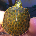 Eastern River Cooter