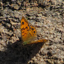 Wall Brown